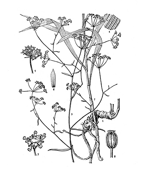 Natural compounds from  Bupleurum chinense